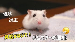 【ご報告】おはぎの風邪について【ジャンガリアンハムスター】