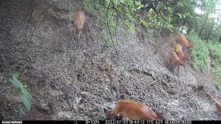 Red deer stags enjoying mud baths and spooked herd of hinds | Trail camera Wachman Aldo