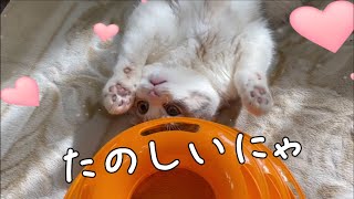 【猫用おもちゃ】くるくるタワーボールで遊びながら「あざとかわいい」を仕掛ける小梅　Play with cat toys　[Cat toys]【スコティッシュフォールド】【Scottish Fold】