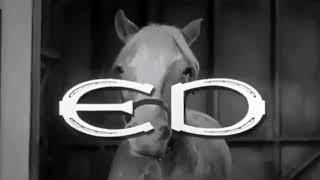 Caballo Mister ED intro, latino