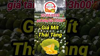 giá mít thái tăng 25/01/2025 #giamithomnay24h #giamitthai #giamitthaisieusom