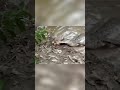 The Shocking End: Alligator vs Electric Eel in Battle of the Ages