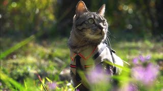 パトロール日和なのだ Patrol in the yard on a sunny day