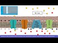 Detailed Animation on Action Potential