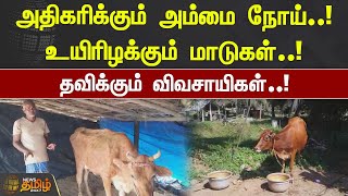 அதிகரிக்கும் அம்மை நோய்..!உயிரிழக்கும் மாடுகள்..!தவிக்கும் விவசாயிகள்..! | Kovai  | Pox | Cow