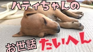 【海外の保護犬日記148】 発達障害？唯一の女の子のハティ 体が小さく大変でした。　でも成長が遅いからこそ… developmental disability dog Haty