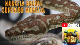 Morelia Bredli the Superior Morelia