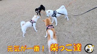 寒さ知らずで元気いっぱいの柴犬達【柴っこ劇場】Shiba Inu dogs are full of energy and don't know about the cold.