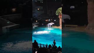 Dolphin Show @SeaWorld #abudhabi #uae #fun #dolphin #show #best #trip #travel #trending #yt #shorts