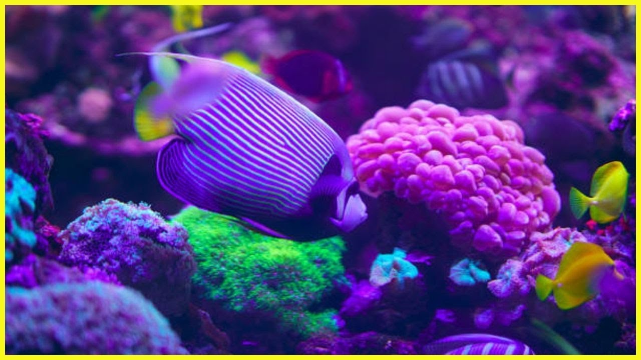 Calming Coral Reef Aquarium Collection ёяра 12 Hours Of Best Relax Sleep