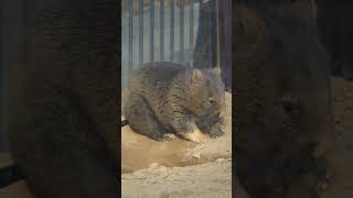 春の陽気でうとうとユキちゃん #wombat #五月山動物園 #ユキちゃん