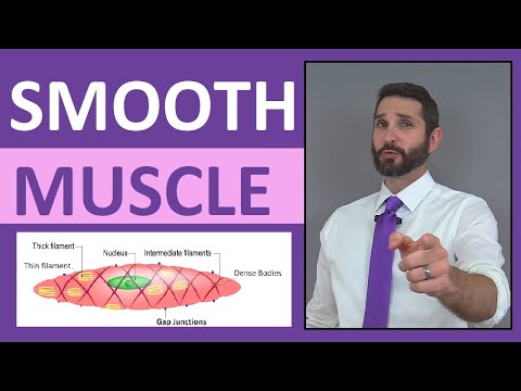 What is a smooth muscle cell?