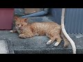 猫は涼しい場所を見つける天才