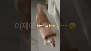 언니는 집에 오면 콩이부터 찾는데…늦게 나오면 언니 섭섭해~☹️