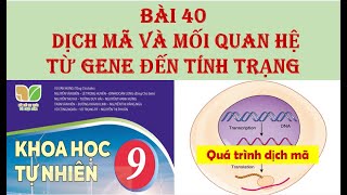 Khoa học tự nhiên 9 - KNTT - BÀI 40. DỊCH MÃ VÀ MỐI QUAN HỆ TỪ GENE ĐẾN TÍNH TRẠNG.