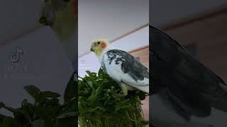 朝ごはん🍚豆苗の上に乗っちゃうオカメインコのむぎ様 #オカメインコ #インコ #cockatiel #parakeet #shorts #インコのいる暮らし