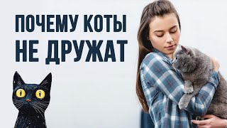 Чтобы подружить кошек, учтите это ...