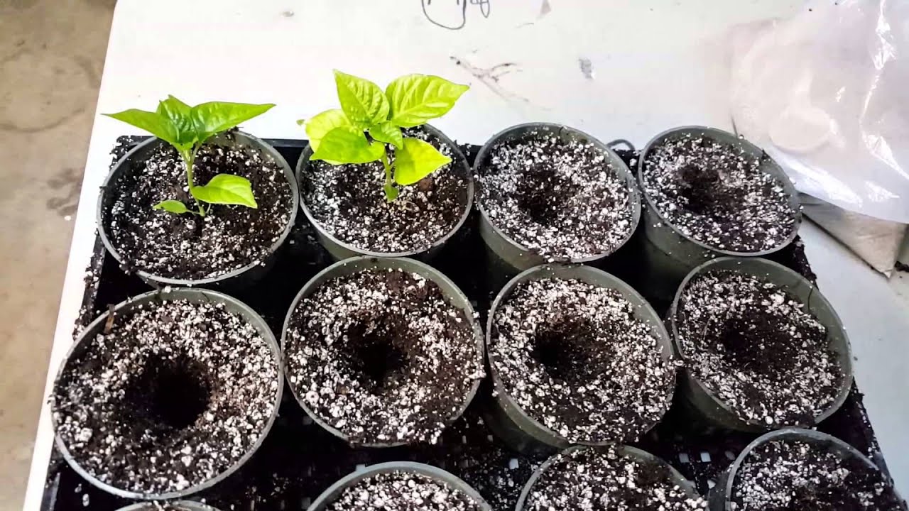 How To Pot Up Your Seedlings, Bare Root And Baby Plants! - YouTube