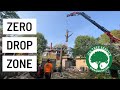 Watch us remove two Norway maple trees with zero drop zone