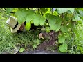 a summer tour of our norwegian vineyard see some of our grape varieties