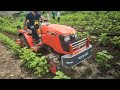 Kubota Narrow Tractor A211N Work in 4ft Cotton Plant