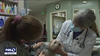 Bay Area veterinary clinics experience staffing shortages