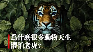 爲什麽很多動物天生懼怕老虎？