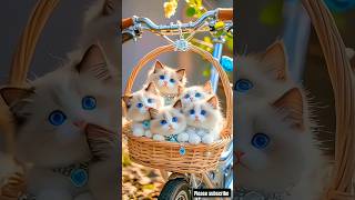 Cute cat kitten #cat #cats #catlover #shortvideo #short #shorts #hellocats #catvideos #princesscat