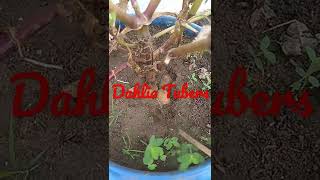 Dahlia Tubers : Easiest Home Gardening