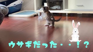 【キジトラの子猫】うさぎみたいな子猫がぴょんぴょんしちゃう可愛い動画