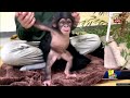 Maryland Zoo welcomes baby chimp Massie