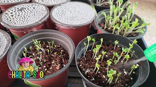 เพาะเมล็ดพันธุ์ให้งอกหน้าหนาวง่ายๆ by เดือน/how to start a continuous Garden  from seed