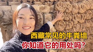 家里的墙粘满牛粪，西藏农村为啥喜欢收集牛粪？藏族姑娘解释原因【白玛卓玛】