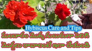 How to grow hybiscus more buds#మందారం మొక్క కు మొగ్గలు ఎక్కువ రావాలంటే ఇలా చేయండి# Hybiscus Care#🌺🌺🌺