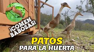 18# Traemos PATOS 🦆​CORREDORES INDIOS al HUERTO: Adiós BABOSAS y PLAGAS | Al Son de mi Furgón