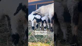 Genieten van onze 2 lammetjes 🥰🐑🐑 #lammetjes #schaapjes #boerderij #shortswithcamilla #walliser