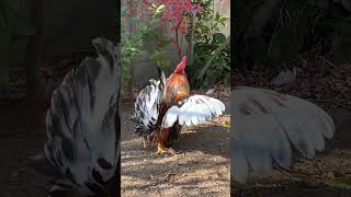 羽のきれいなにわとり    Rooster with beautiful feathers