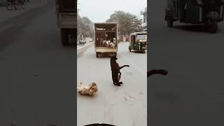 MashAllah Bohat Pyara 😱🙌Video 🐕 youtube Par #ytshort #funny  #subhanallah