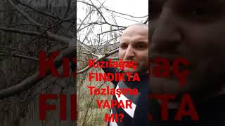 kızılağaç(yeykin) FINDIKTA Tozlaşma YAPAR mi?