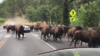 Bison Stampede - Custer State Park 2020