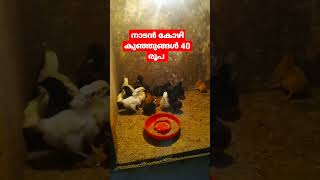 നാടൻ കോഴി കുഞ്ഞുങ്ങൾ 40രൂപ | country chicken kerala | naadan kozhi kunjungal | naadan kozhikal