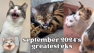 ekekekkekkek compilation - BEST Cat Chirping \u0026 Chattering of September 2024