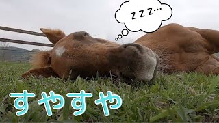 心が忙しいあなたへ 馬の癒し動画2 お眠なとねっこ