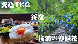 【日本旅遊】究極TKG🥚/梅雨季の紫陽花🇯🇵不一樣的鎌倉「明月院」Vlog