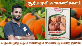 Ashoka seeds pumpkin seeds -வைரஸ் நோய் இல்லாத சிறந்த இரகங்கள்