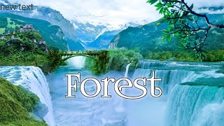Forest 4K Nature Relaxation Film | Relaxing Music | Nature Sounds of Jungle Rainforest..