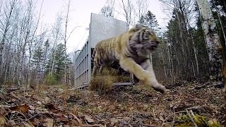 GoPro: Siberian Tiger Release - A Rare Sight