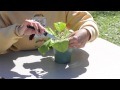 How to Prune a Gerbera : Gerbera Plant Care