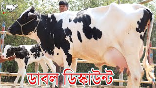 পবিত্র শবে-বরাতে বিশেষ অফারে ডাবল ডিস্কাউন্টে কাউন্সিলরের গাভী কিনুন।সরাসরি দুধ দহন দেখে গাভী কিনুন।