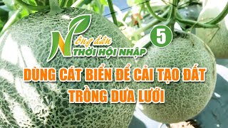 Dùng cát biển để cải tạo đất trồng dưa lưới | Nông dân thời hội nhập